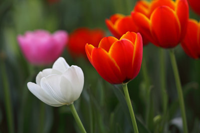 Bowral Tulip Festival