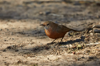 Rockwarbler