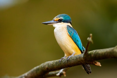 Sacred Kingfisher