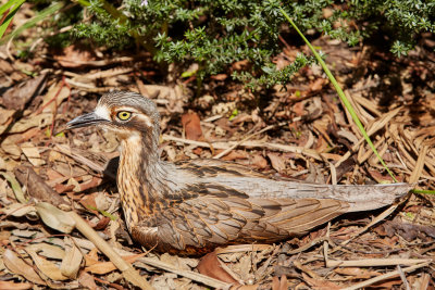 Bush Stone-curlew