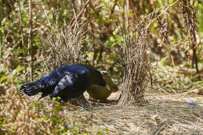 The Bower's Attraction