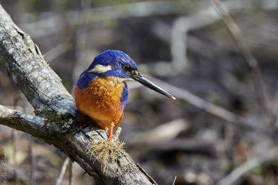 Azure Kingfisher
