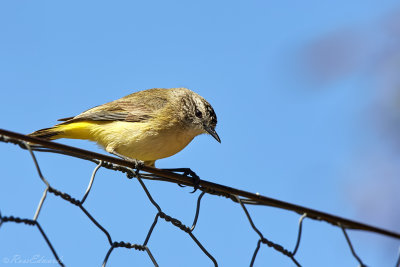 Thornbills