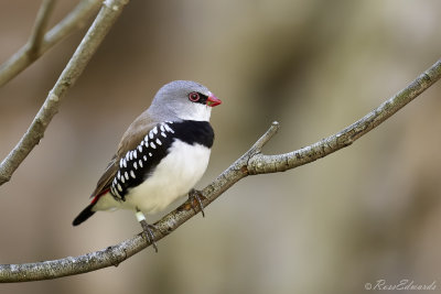 Diamond Firetail