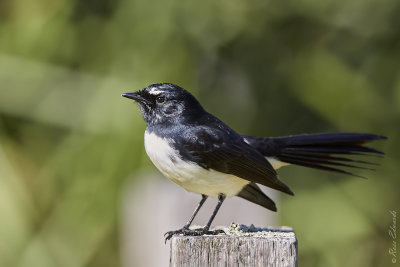Willie Wagtail