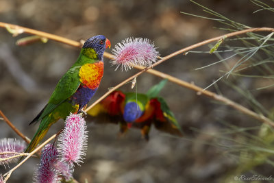 Rainbow Lorikeets