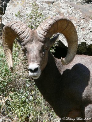 big horn sheep 2.JPG