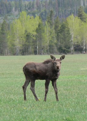 moose calf.JPG