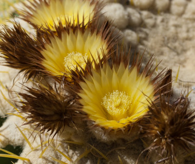 Cactus Bloom