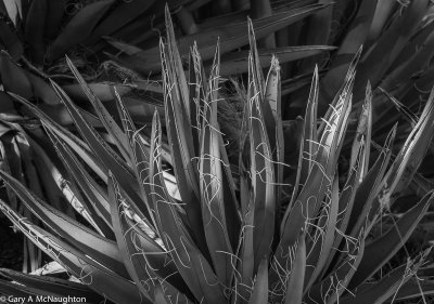 Botanicals