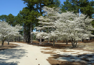 Pinehurst No 2 with the Dogwoods in bloom