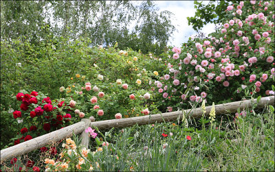 Roses along fence - upper paddock