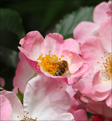 Rosy Cushion - happy bee