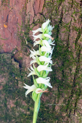 Fragrant Ladies'-Tresses Orchid
