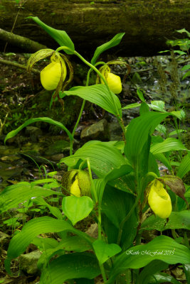 Kentucky Lady's Slipper Orchids