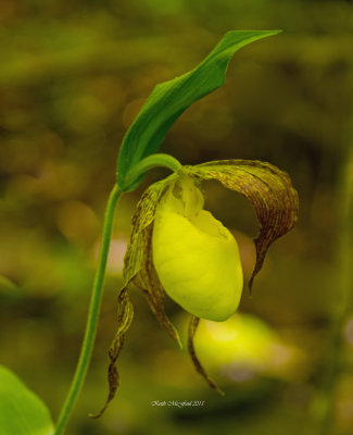Kentucky Lady's Slipper Orchid