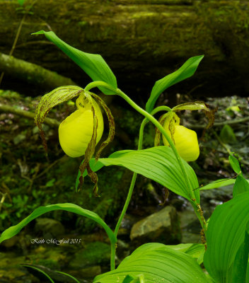 Kentucky Lady's Slipper Orchid