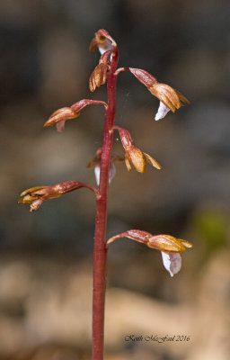 Spring Coral Root Orchid