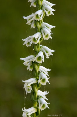 Slender Ladies-Tresses Orchid