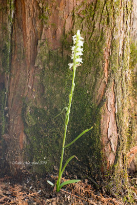 Fragrant Ladies'-Tresses Orchid