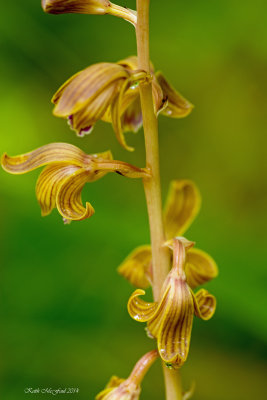 Crested Coral Root Orchid