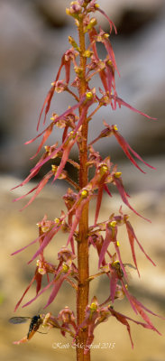 Southern Twayblade Orchid