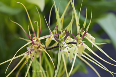 Spider Orchids