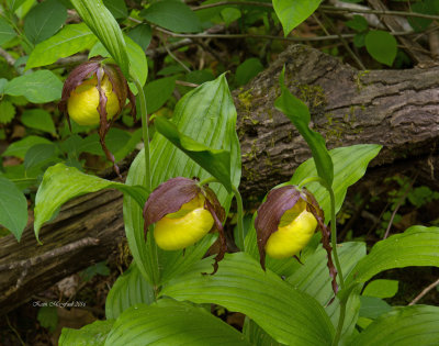 Kentucky Lady's Slipper Orchids