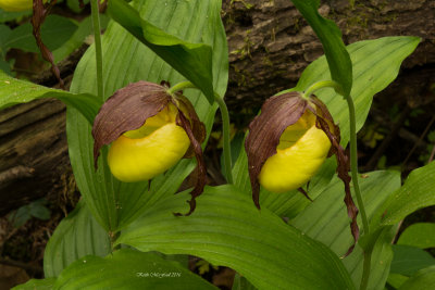 Kentucky Lady's Slipper Orchids