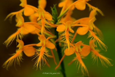 Yellow Fringed Orchid