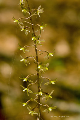 Crane Fly Orchid