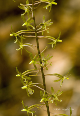 Crane Fly Orchid