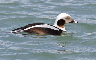 Long-tailed Duck (m, eclipse plumage)