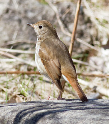 Hermit Thrush