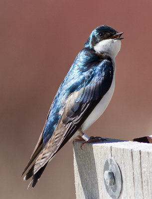 Tree Swallow
