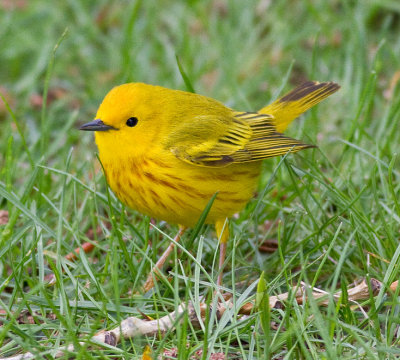Yellow Warbler (m)