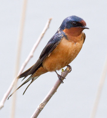 Barn Swallow (m)