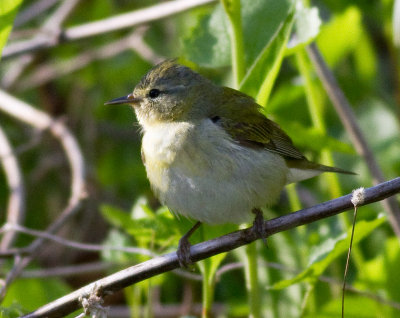 Tennessee Warbler