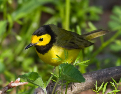 Hooded Warbler (m)