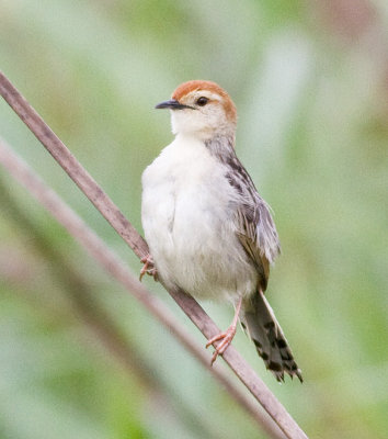 Levaillant's Cisticola