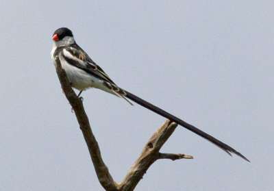 Pin-tailed Whydah (m)