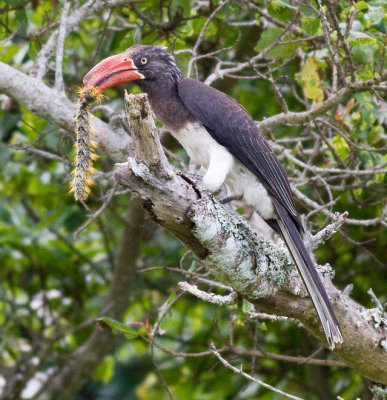 Crowned Hornbill