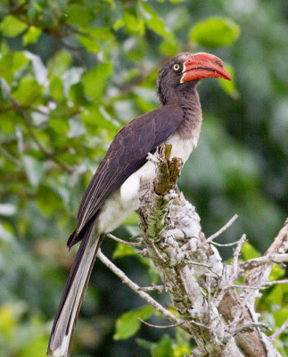 Crowned Hornbill