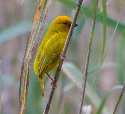 Yellow Weaver (m)