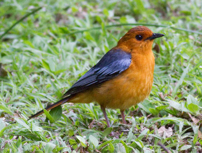 Red-capped Robin-chat