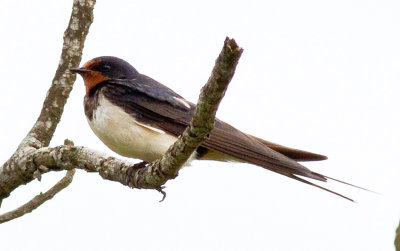 Barn Swallow