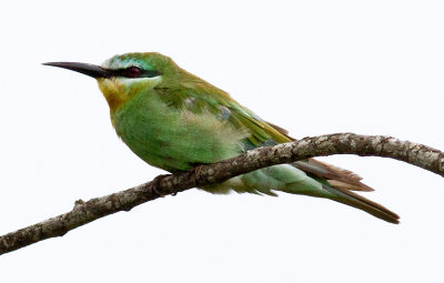 Blue-cheeked Bee-eater