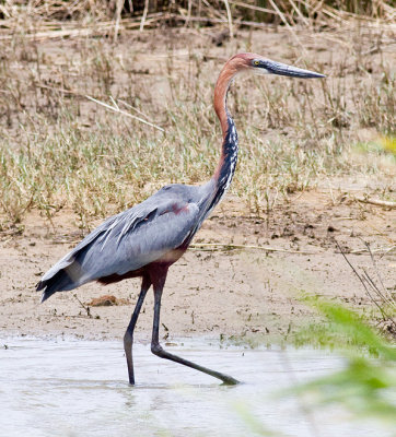 Goliath Heron