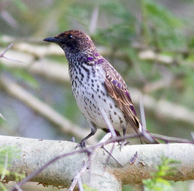 Violet-backed Starling