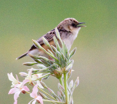 Ayres' or Pale-crowned Cisticola